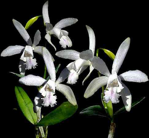 Cattleya intermedia alba